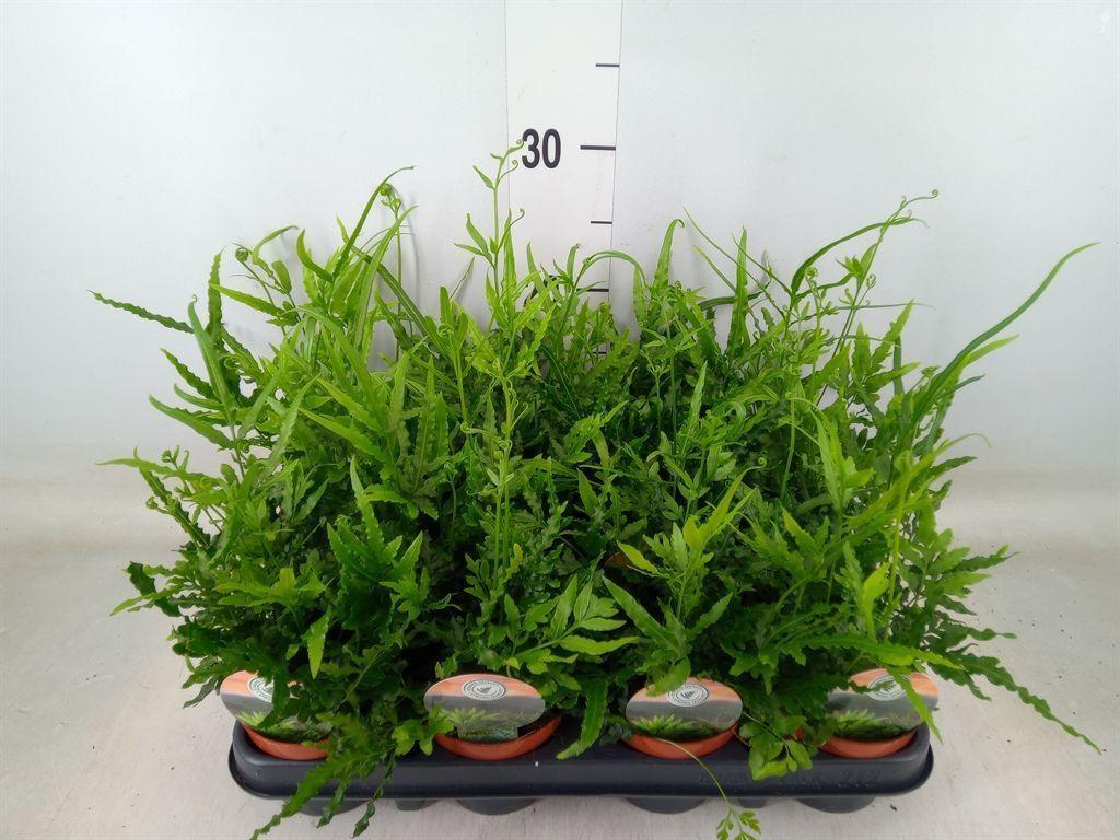 Горшечные цветы и растения оптом Pteris Ensiformis от 12шт (для телеги) из Голландии с доставкой по России