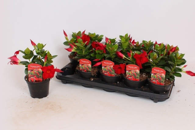 Горшечные цветы и растения оптом Mande Rio Dark Red от 10шт из Голландии с доставкой по России