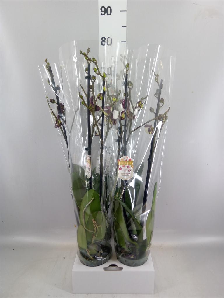 Горшечные цветы и растения оптом Phalaenopsis fc Polka Dots от 4шт из Голландии с доставкой по России