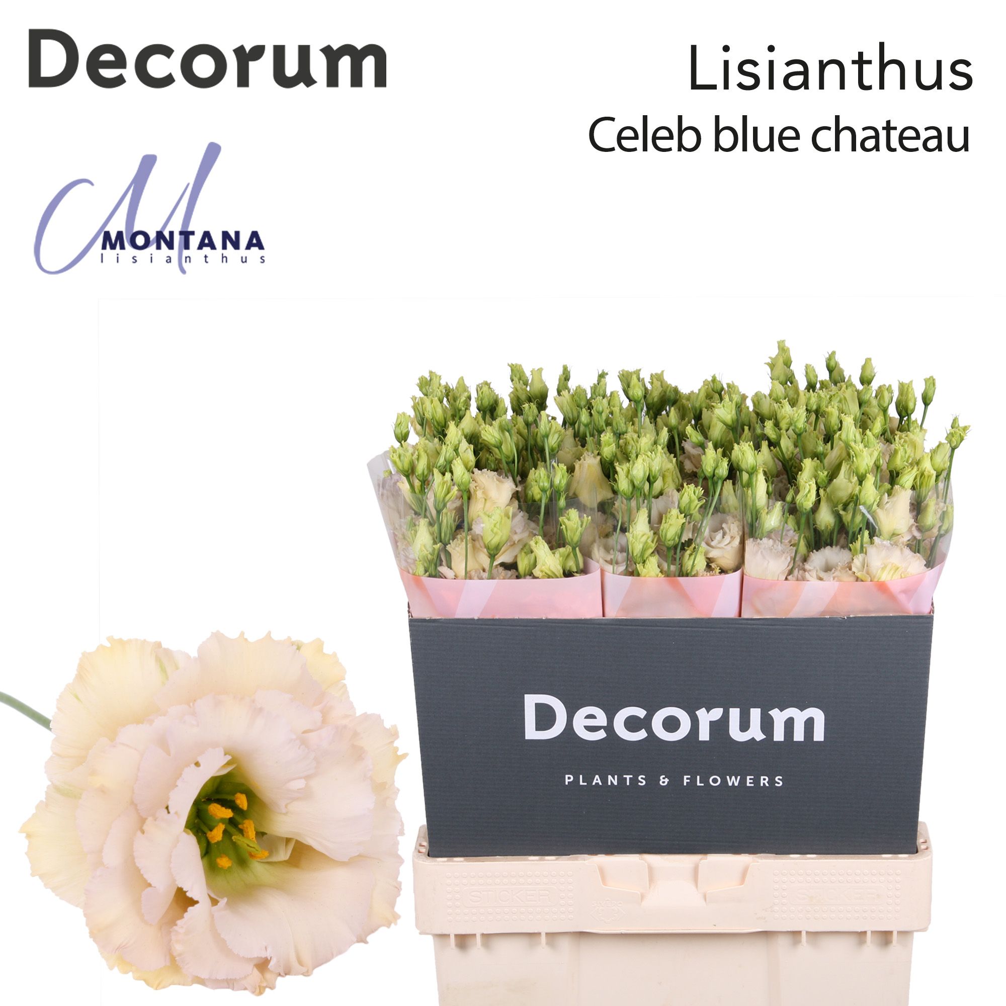 Срезанные цветы оптом Lisianthus do blue chateau от 60шт из Голландии с доставкой по России