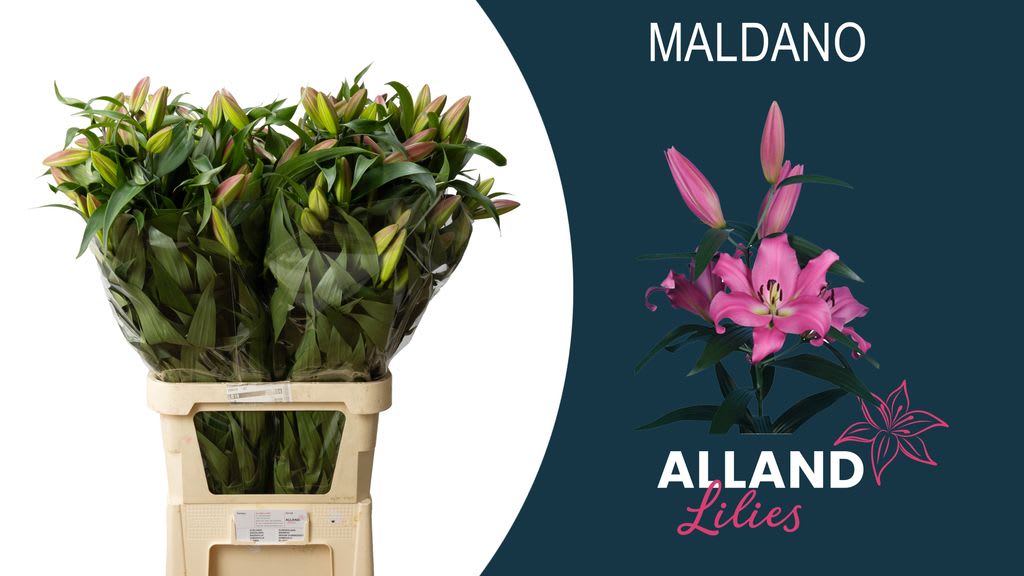 Срезанные цветы оптом Lilium or maldano от 40шт из Голландии с доставкой по России
