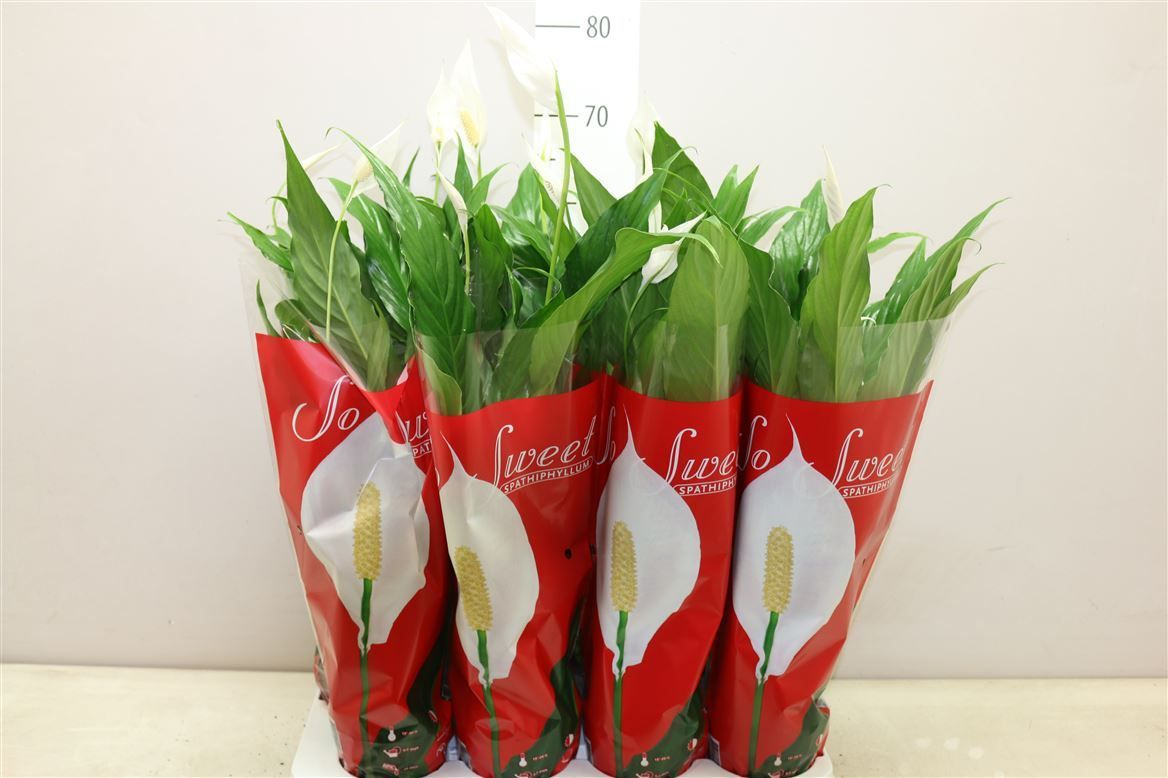 Горшечные цветы и растения оптом Spathiphyllum Sweet Benito от 8шт из Голландии с доставкой по России