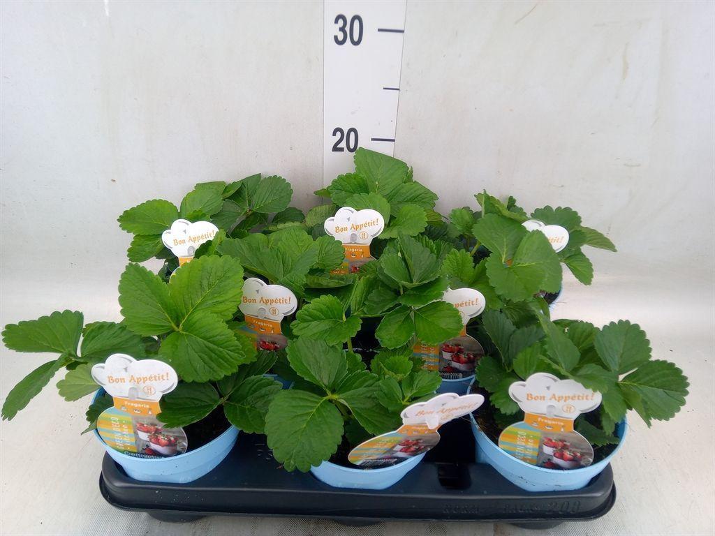Горшечные цветы и растения оптом Fragaria   ... от 8шт из Голландии с доставкой по России