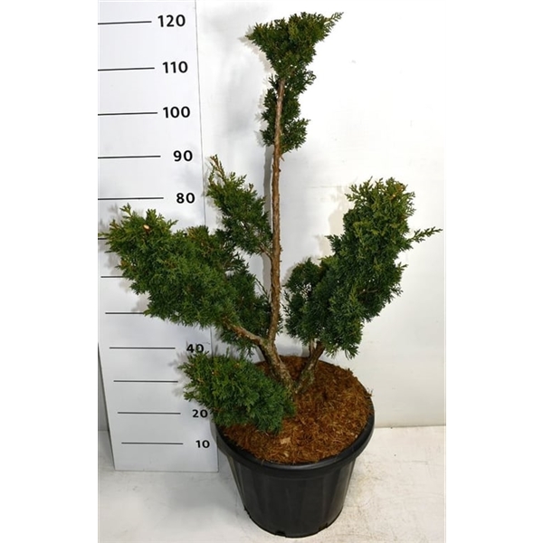 Горшечные цветы и растения оптом Juniperus Chin Blaauw от 1шт из Голландии с доставкой по России