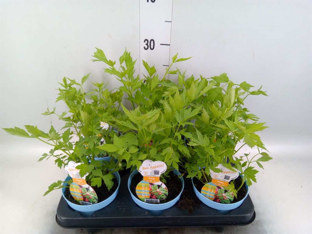 Горшечные цветы и растения оптом Levisticum Officinale от 6шт из Голландии с доставкой по России
