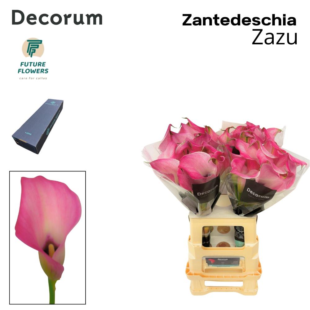 Срезанные цветы оптом Zantedeschia zazu от 160шт из Голландии с доставкой по России