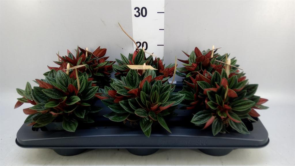 Горшечные цветы и растения оптом Peperomia Cap. rosso от 6шт из Голландии с доставкой по России