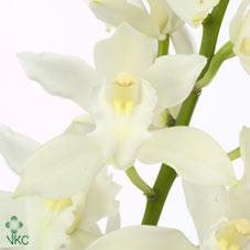 Срезанные цветы оптом Minicymbidium snow blossom от 5шт. из Голландии с доставкой по России