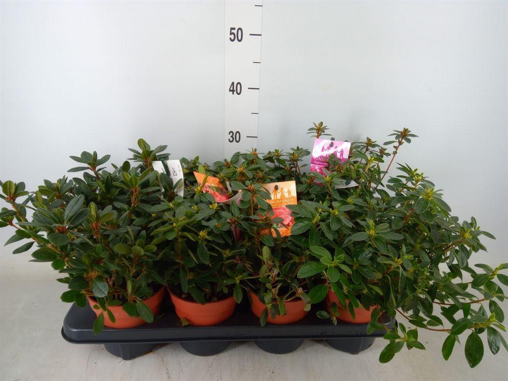 Горшечные цветы и растения оптом Rhododendron Jap.  ... от 8шт из Голландии с доставкой по России
