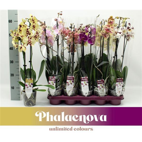Горшечные цветы и растения оптом Phal 3st Mix 18+ (phalaenova) от 10шт из Голландии с доставкой по России