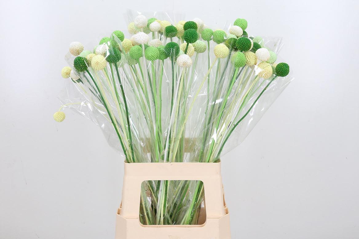 Срезанные цветы оптом Craspedia paint green от 100шт из Голландии с доставкой по России