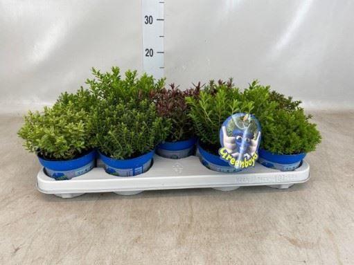 Горшечные цветы и растения оптом Hebe   ...mix от 9шт из Голландии с доставкой по России