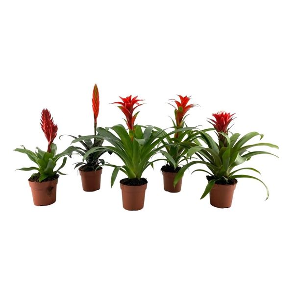 Горшечные цветы и растения оптом Bromelia Mix Red от 10шт из Голландии с доставкой по России