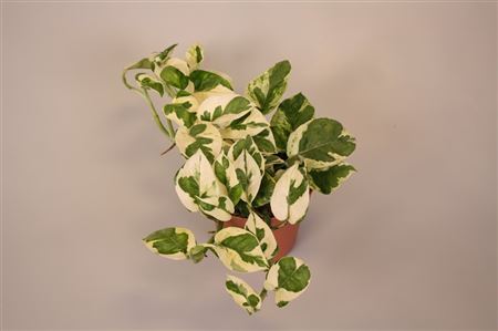 Горшечные цветы и растения оптом Epipr Aureum Njoy от 6шт из Голландии с доставкой по России