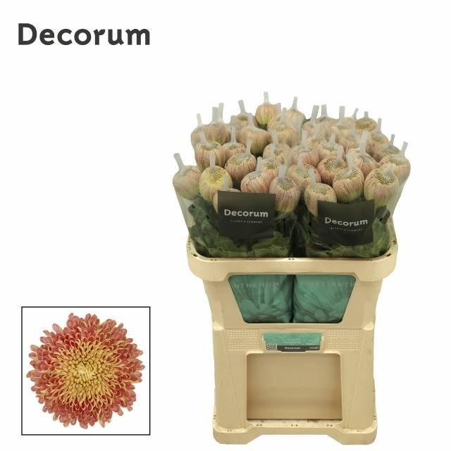 Срезанные цветы оптом Chrys bl couture bronze от 40шт из Голландии с доставкой по России