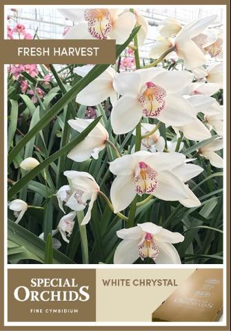 Срезанные цветы оптом Cymbidium white mrs white crystal от 6шт из Голландии с доставкой по России