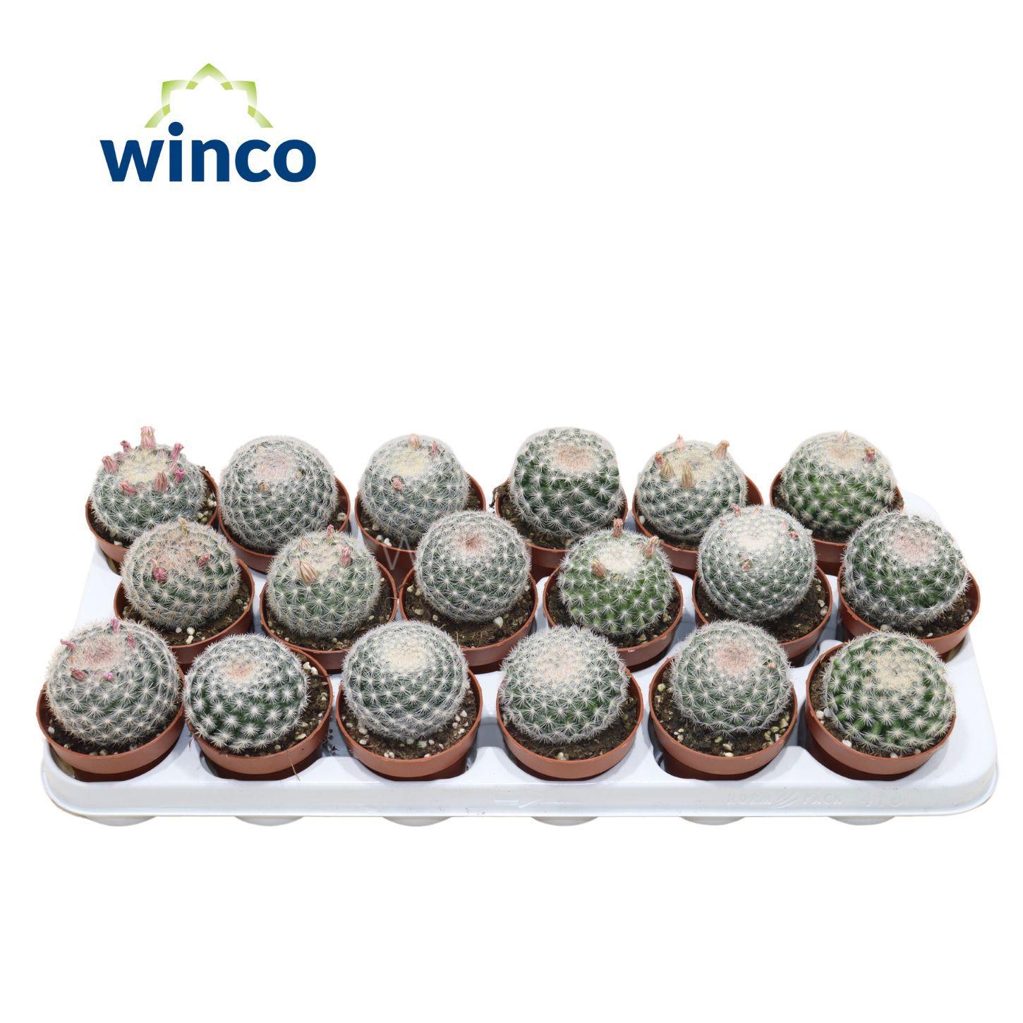 Горшечные цветы и растения оптом Mamm Albata Sanciro от 18шт (для телеги) из Голландии с доставкой по России