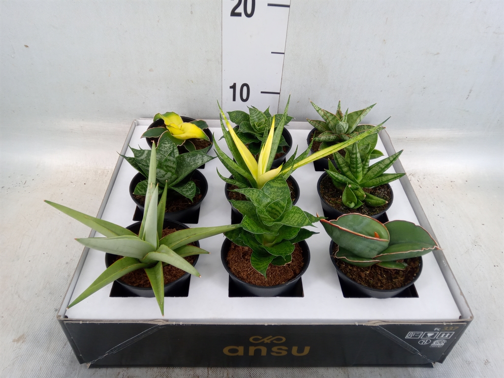 Горшечные цветы и растения оптом Sansevieria   ... от 9шт (для телеги) из Голландии с доставкой по России