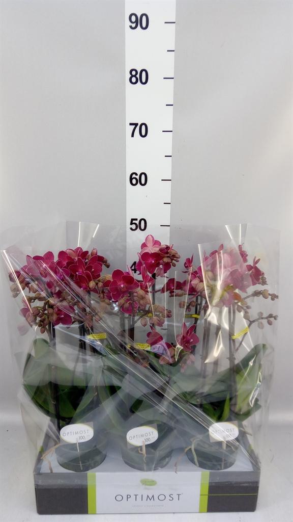 Горшечные цветы и растения оптом Phalaenopsis Multi. red Lion от 6шт из Голландии с доставкой по России