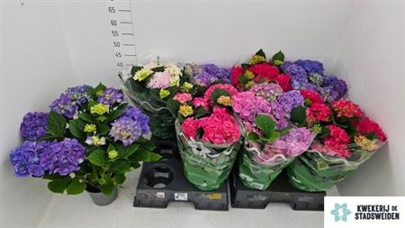 Горшечные цветы и растения оптом Hydrangea Ma Mix 8+ от 4шт из Голландии с доставкой по России