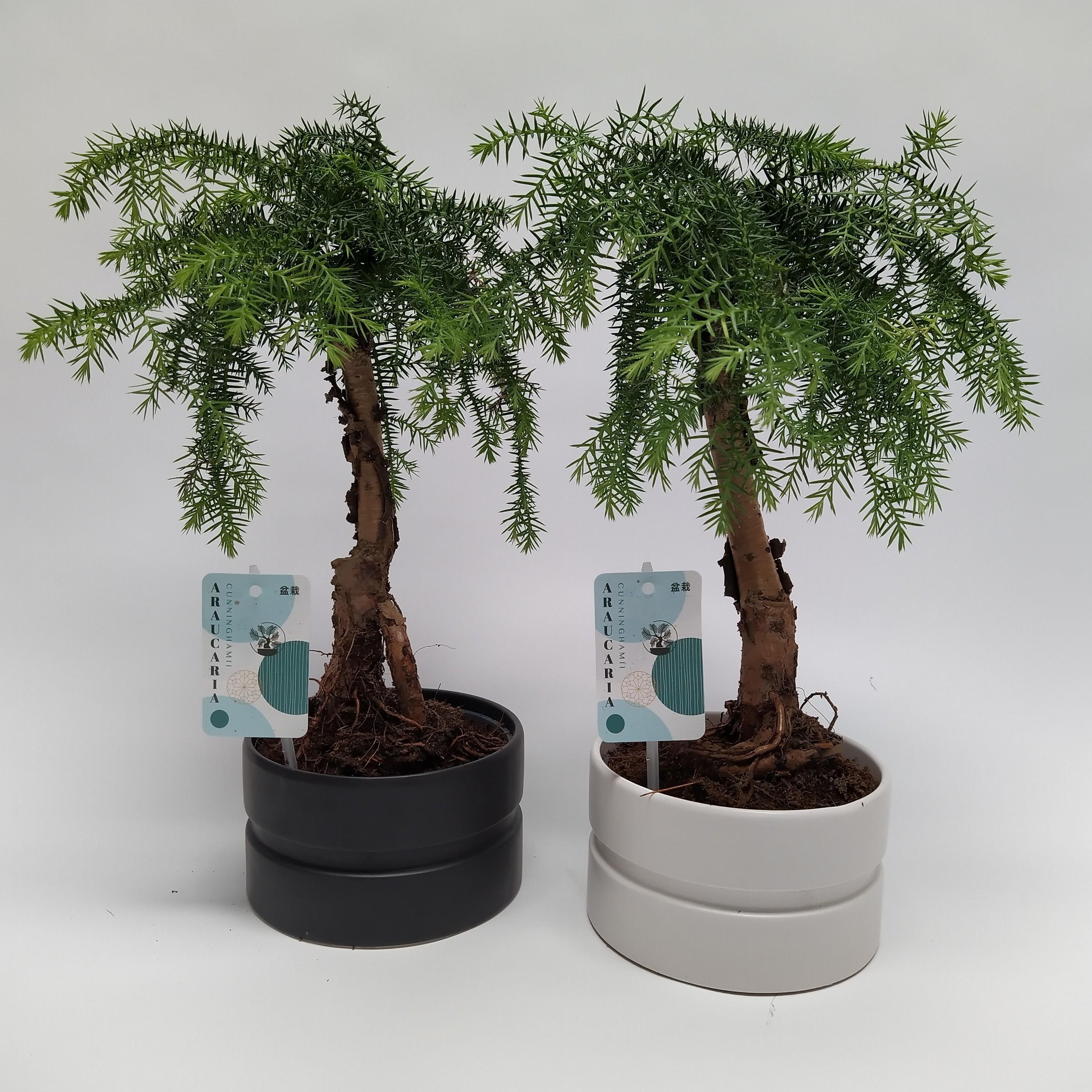 Горшечные цветы и растения оптом Araucaria Cunninghamii Bonsai Dumbbell от 6шт из Голландии с доставкой по России