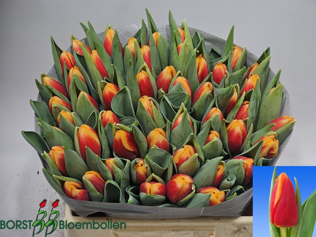 Срезанные цветы оптом Tulipa si spirit от 50шт из Голландии с доставкой по России