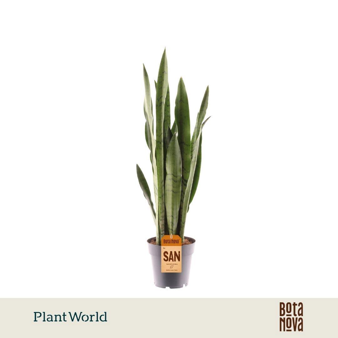 Горшечные цветы и растения оптом Sansevieria Spearmint от 7шт из Голландии с доставкой по России