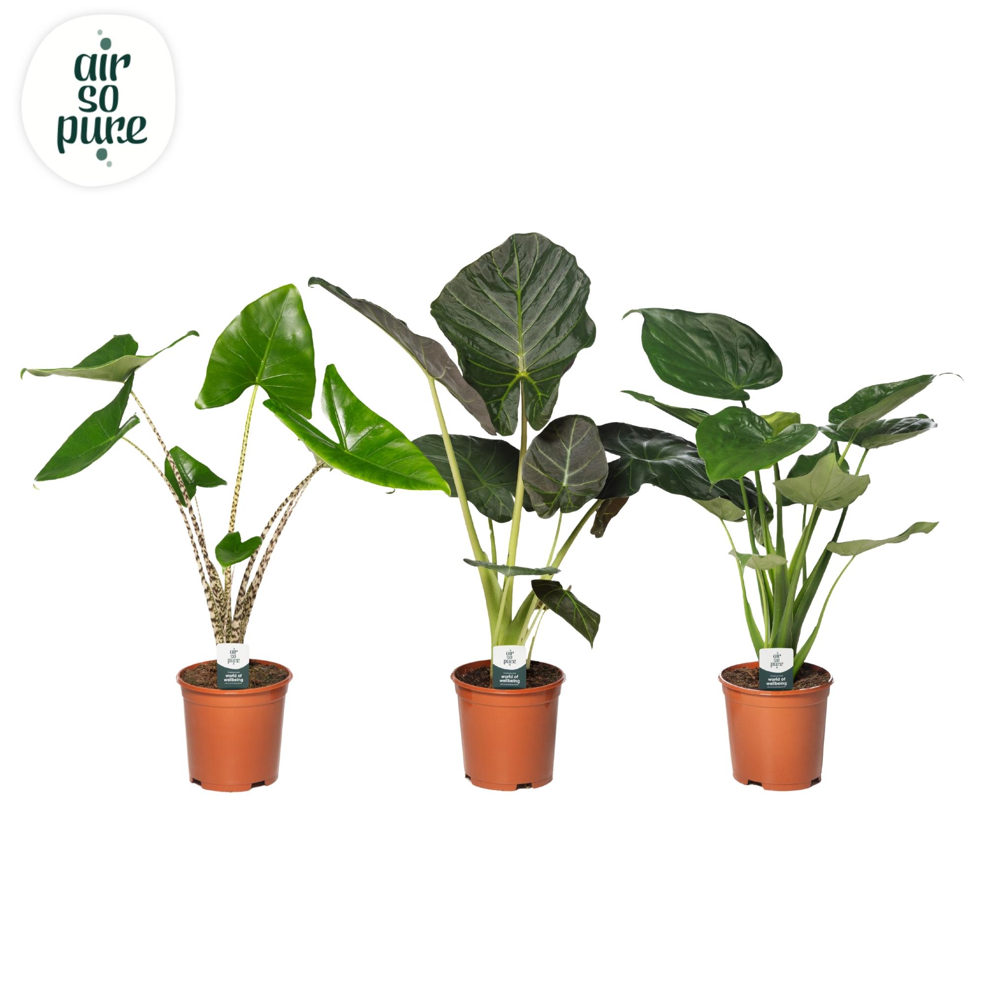Горшечные цветы и растения оптом Alocasia Mix от 1шт (для телеги) из Голландии с доставкой по России