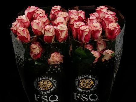 Срезанные цветы оптом Rosa ec sweetnesse от 40шт из Голландии с доставкой по России