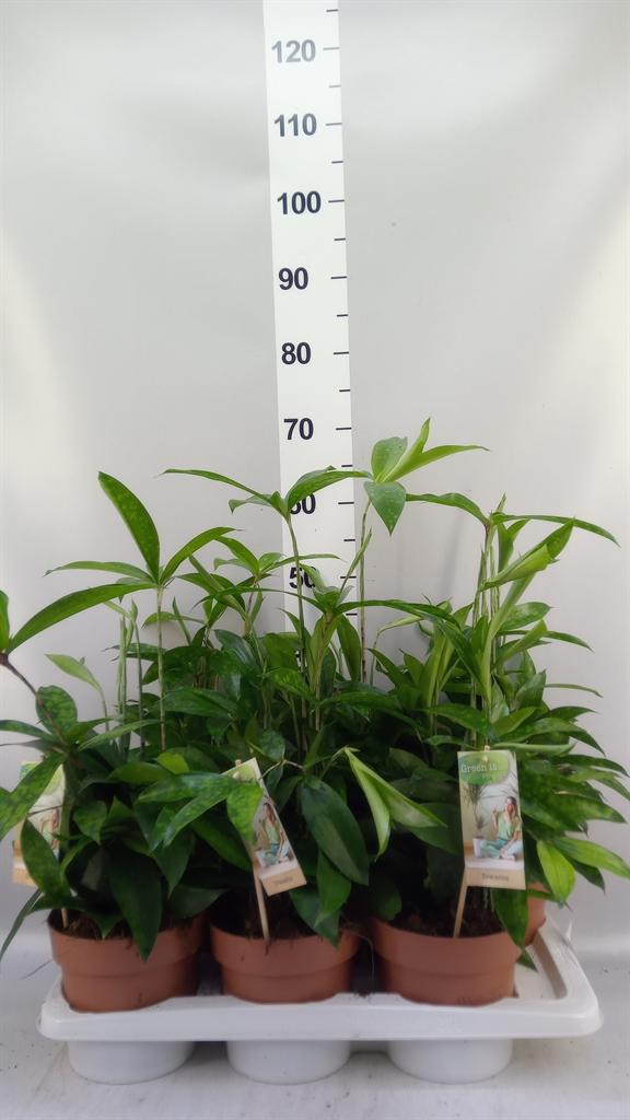Горшечные цветы и растения оптом Dracaena Surculosa от 6шт из Голландии с доставкой по России