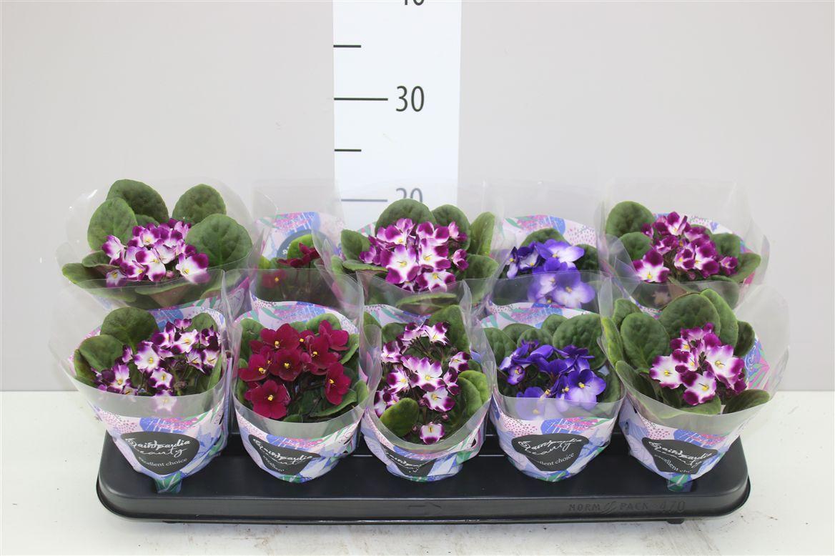 Горшечные цветы и растения оптом Saintpaulia Gemengd от 10шт (для телеги) из Голландии с доставкой по России