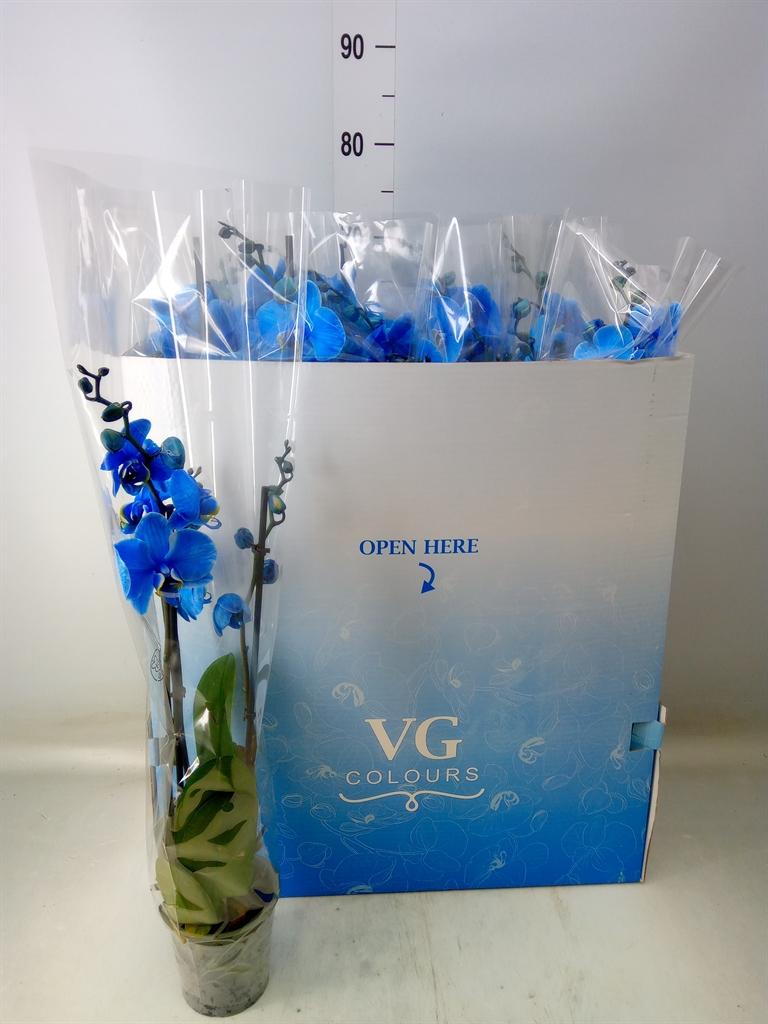 Горшечные цветы и растения оптом Phalaenopsis   ... от 10шт из Голландии с доставкой по России