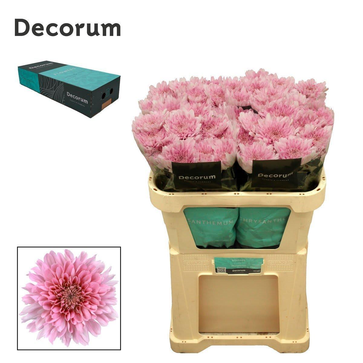 Срезанные цветы оптом Chrys bl kalimba от 100шт из Голландии с доставкой по России