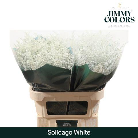 Срезанные цветы оптом Solidago paint white от 100шт из Голландии с доставкой по России