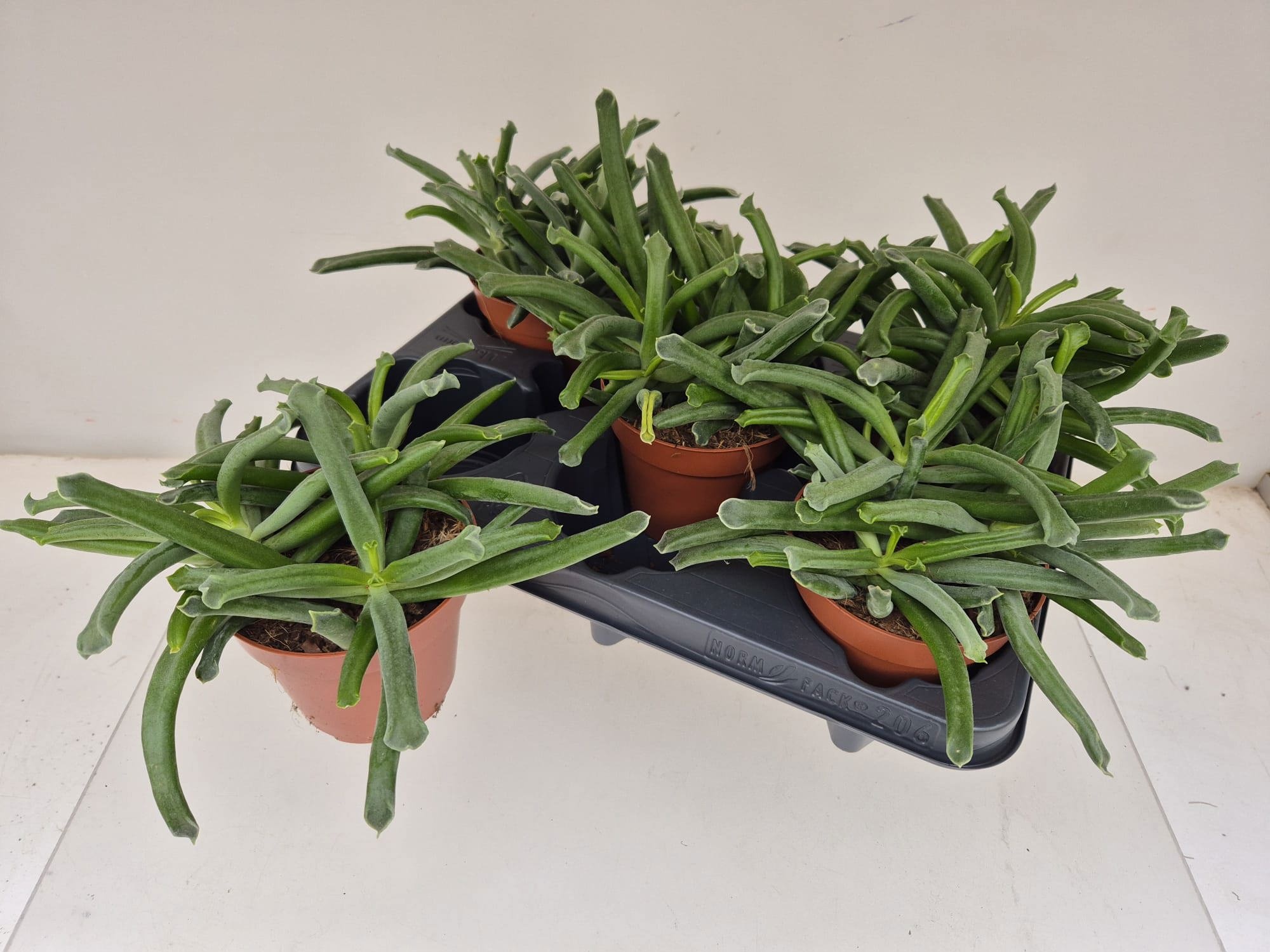 Горшечные цветы и растения оптом Cot Elephants Trunk от 5шт из Голландии с доставкой по России