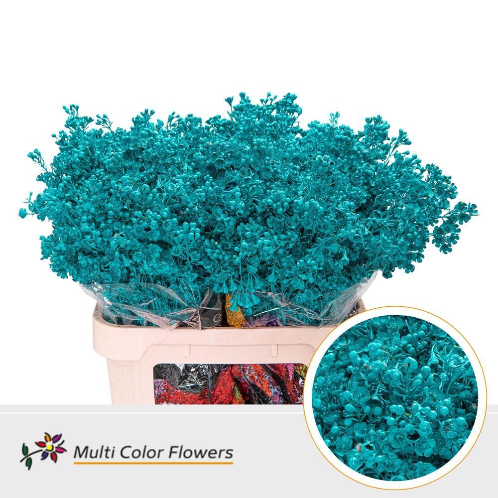 Срезанные цветы оптом Chamelaucium paint turqoise от 75шт из Голландии с доставкой по России