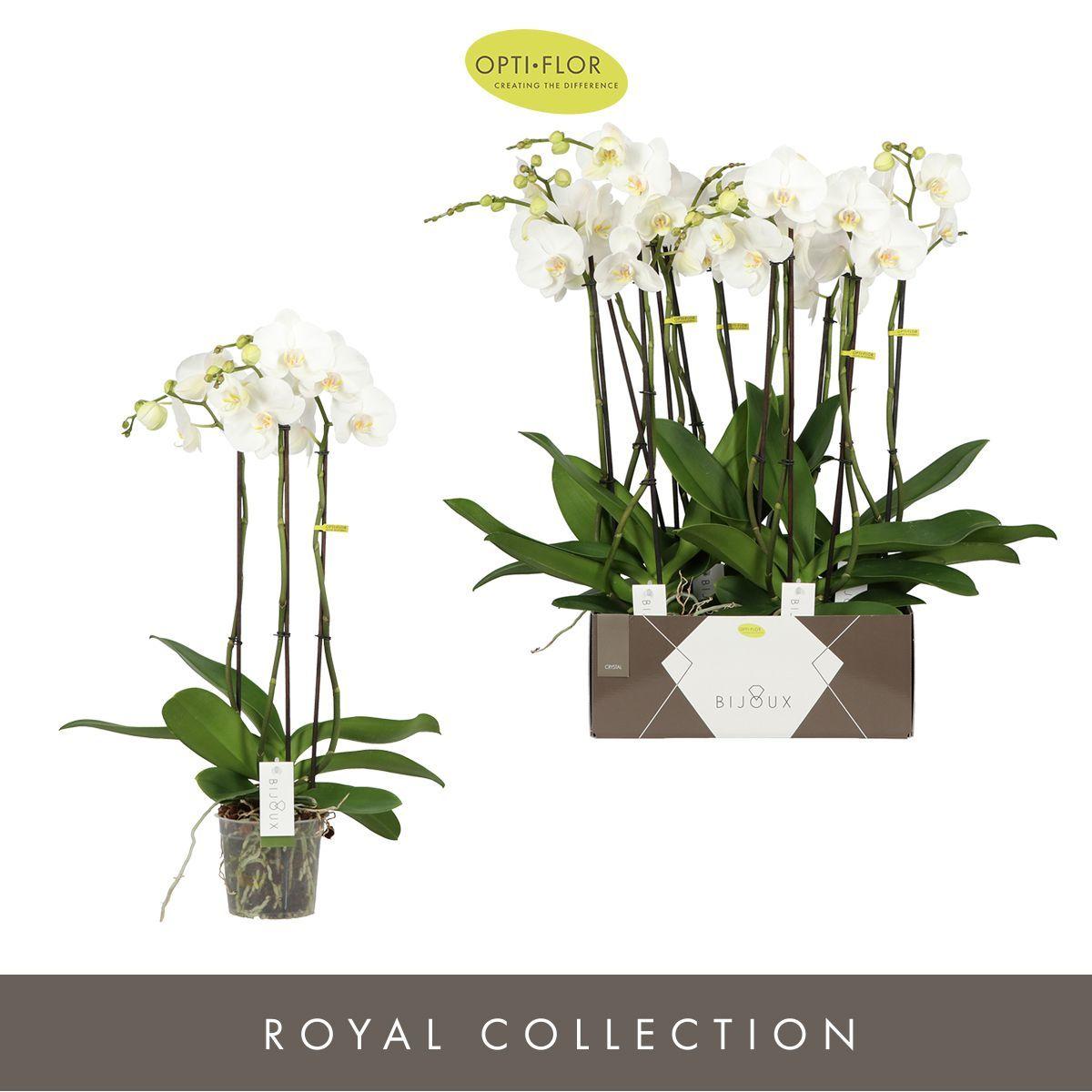 Горшечные цветы и растения оптом Phal 3st Bijoux White (opti) от 4шт из Голландии с доставкой по России