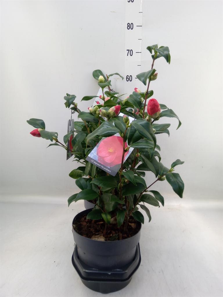 Горшечные цветы и растения оптом Camellia Japonica от 3шт' из Голландии с доставкой по России