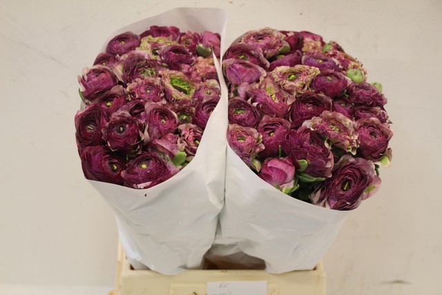 Срезанные цветы оптом Ranunculus pon pon magic от 60шт из Голландии с доставкой по России