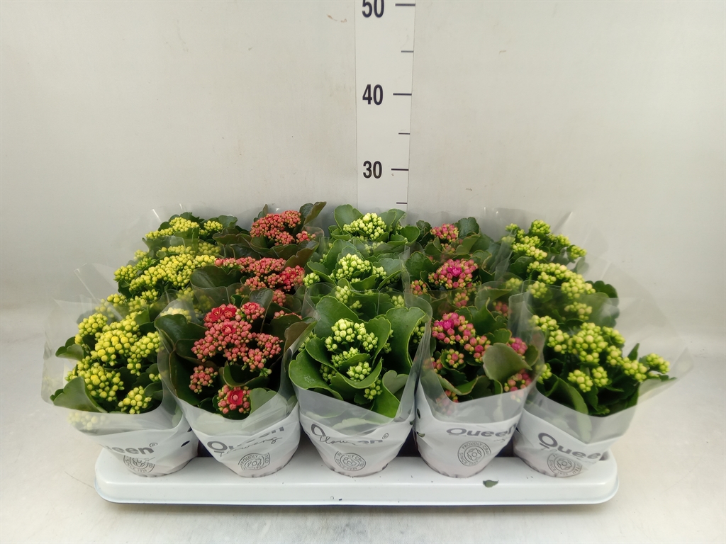 Горшечные цветы и растения оптом Kalanchoe Blos.   ..rosebud Mix  5 от 15шт (для телеги) из Голландии с доставкой по России