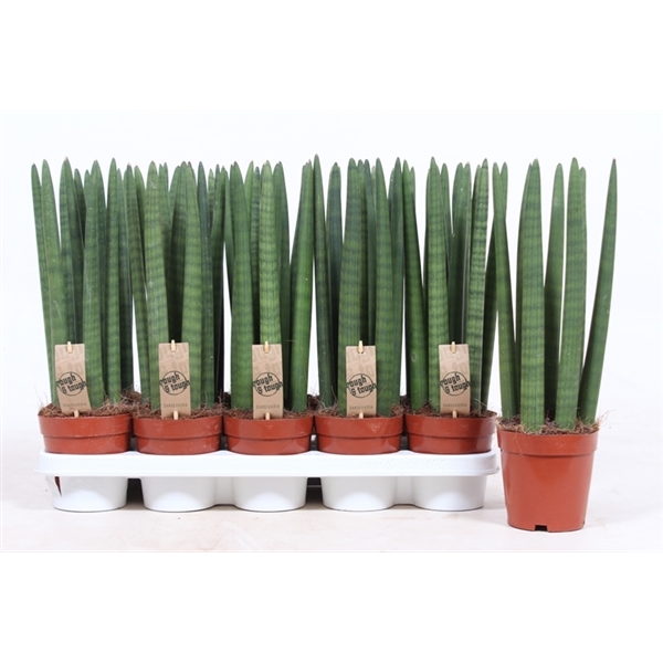 Горшечные цветы и растения оптом Sansevieria Straight от 6шт из Голландии с доставкой по России