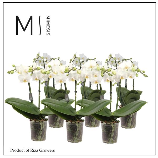 Горшечные цветы и растения оптом Phal 2st White 20+ Mimesis (orchid Growers) от 12шт (для телеги) из Голландии с доставкой по России