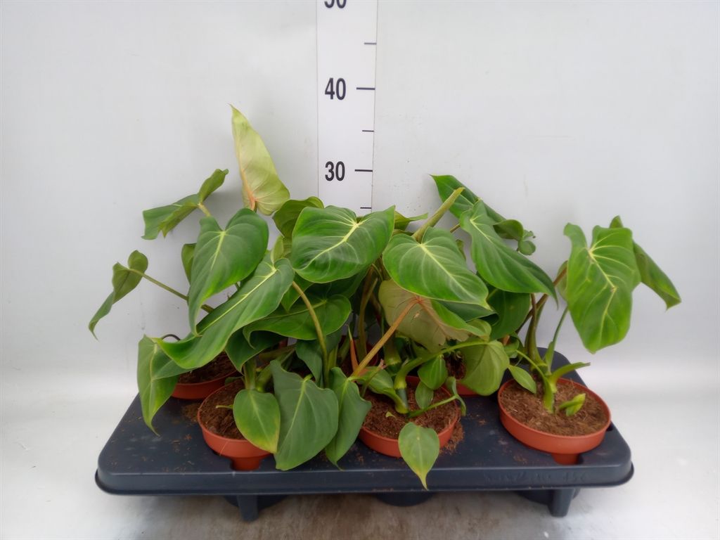 Горшечные цветы и растения оптом Philodendron Gloriosum от 6шт из Голландии с доставкой по России
