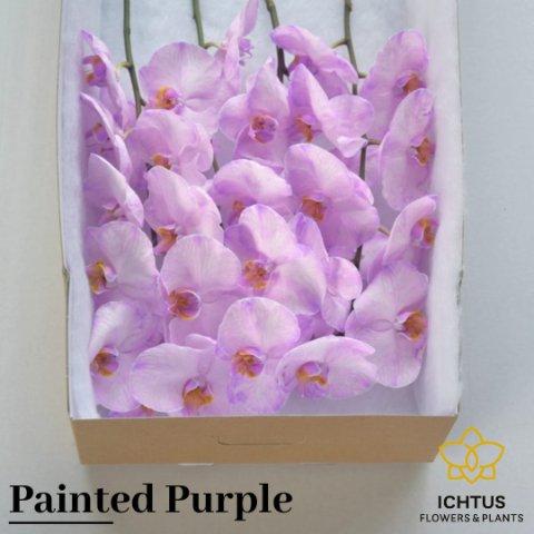 Срезанные цветы оптом Phalaenopsis paint purple (flower) от 25шт из Голландии с доставкой по России