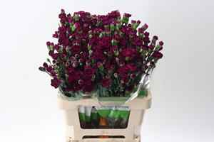 Срезанные цветы оптом Dianthus sp epsilon от 100шт из Голландии с доставкой по России