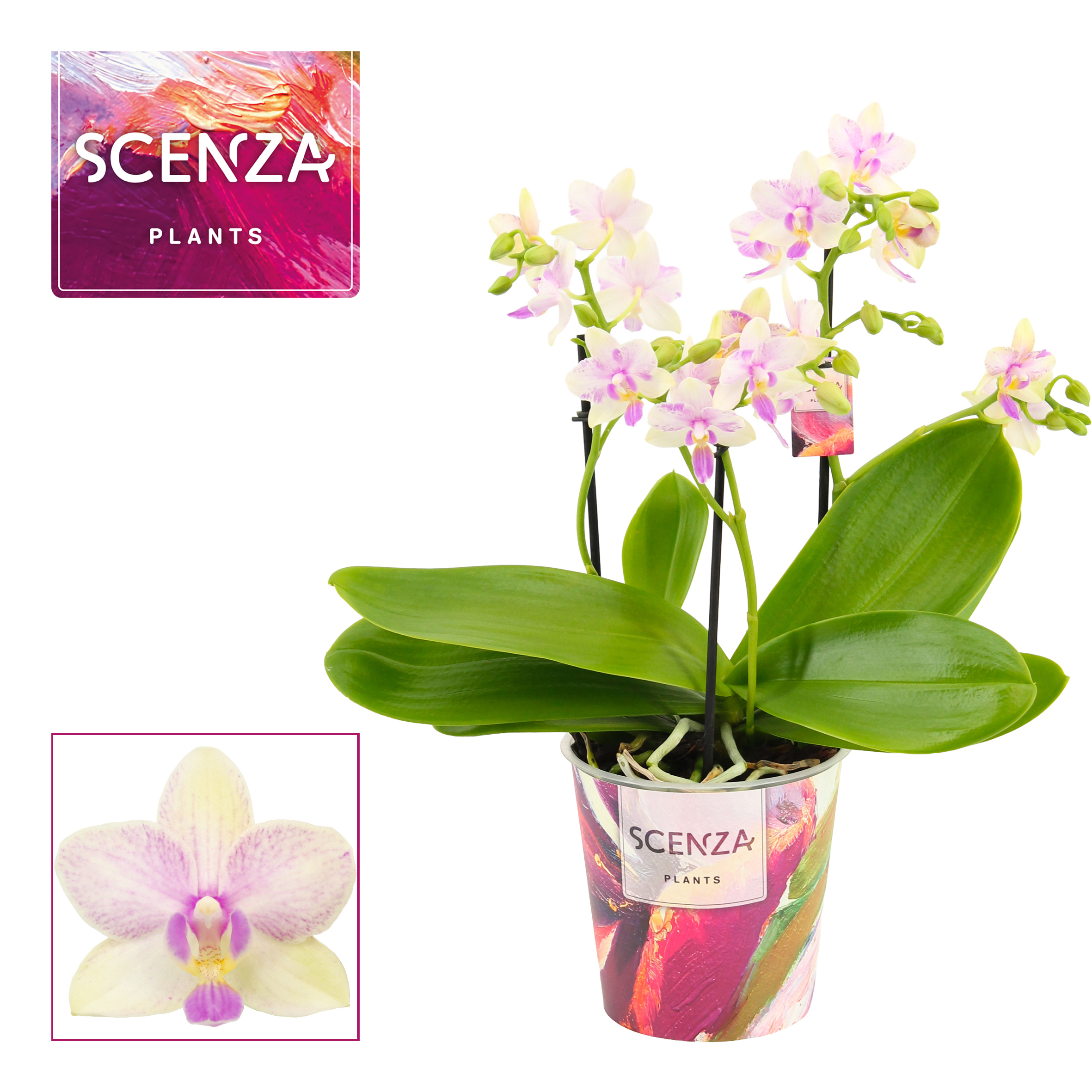 Горшечные цветы и растения оптом Phal 3-4st Dazzling Blossom Bliss от 6шт из Голландии с доставкой по России