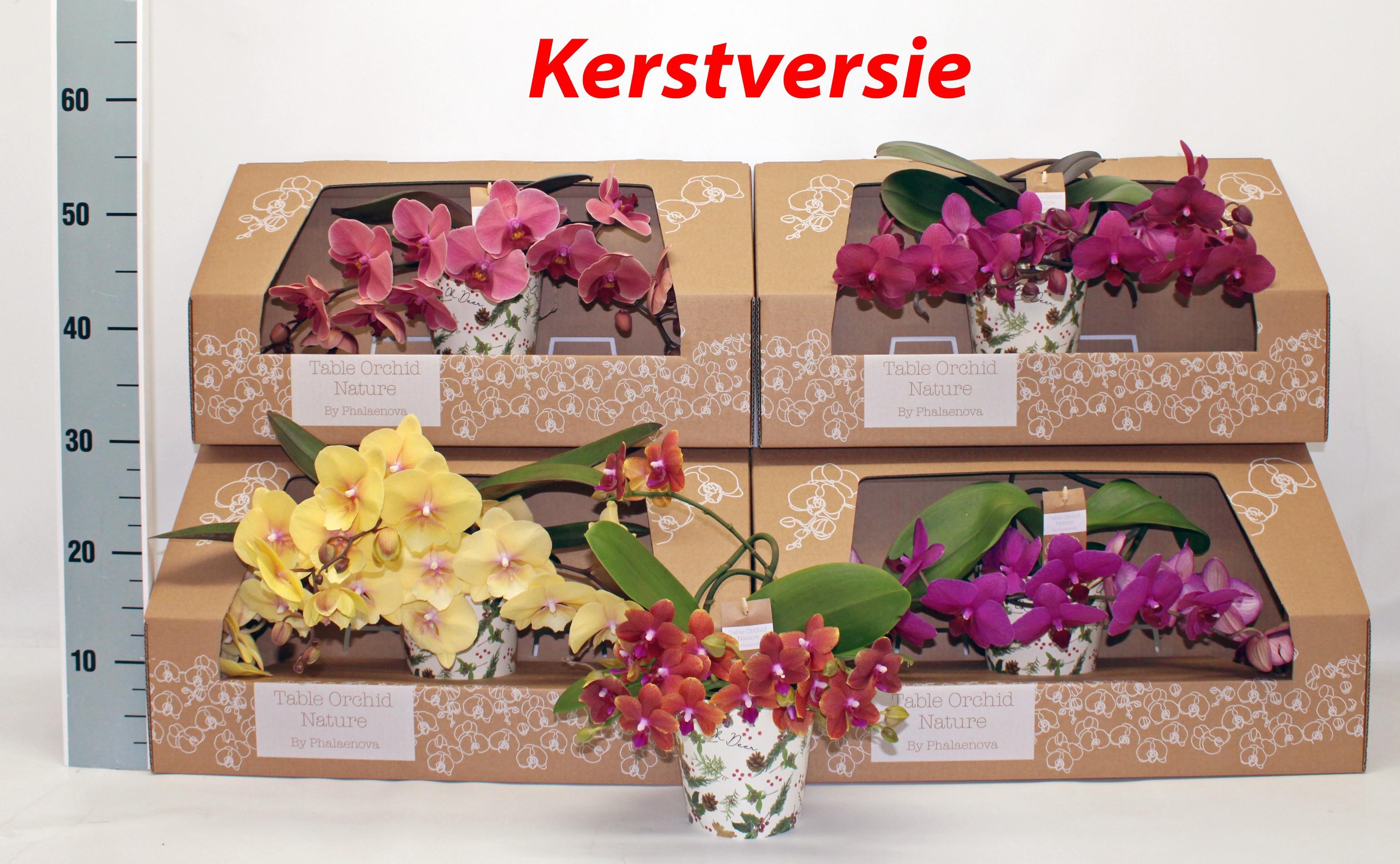 Горшечные цветы и растения оптом Phal Gem от 1шт из Голландии с доставкой по России