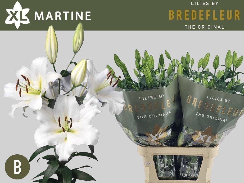 Срезанные цветы оптом Lilium or martine от 40шт из Голландии с доставкой по России