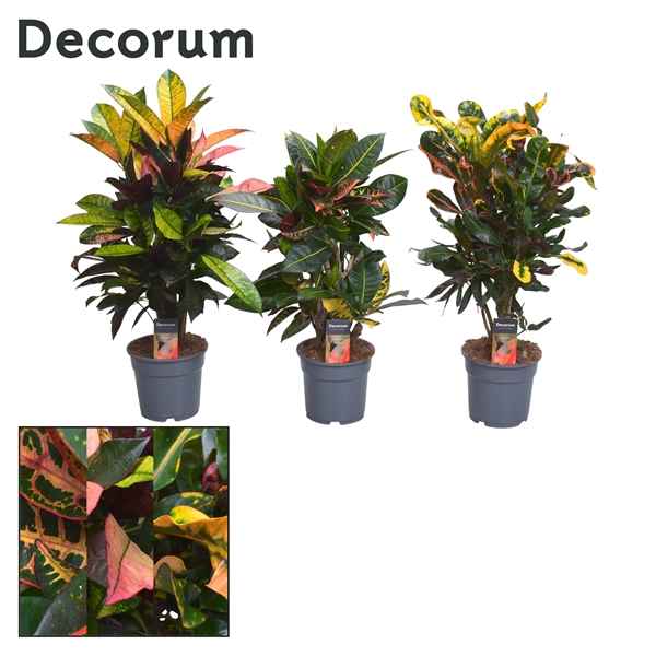 Горшечные цветы и растения оптом Codiaeum Mix Branched  2-3srt (decorum) от 1шт из Голландии с доставкой по России