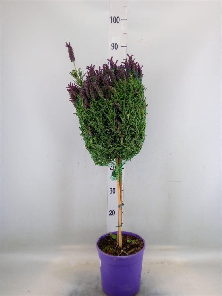 Горшечные цветы и растения оптом Lavandula Stoec. от 3шт из Голландии с доставкой по России